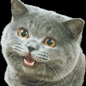 Meet your Posher, Henry